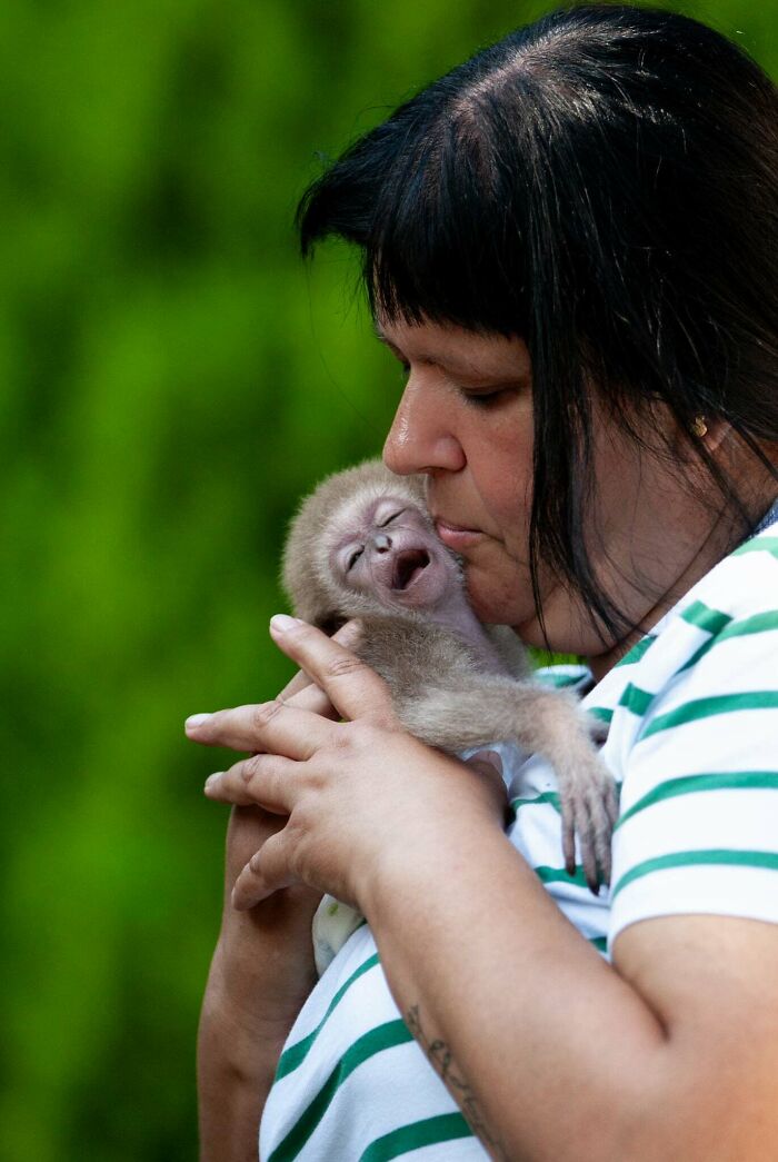 Meet Baby Gibbon Miki, Who Was Injured And Abandoned By His Mother
