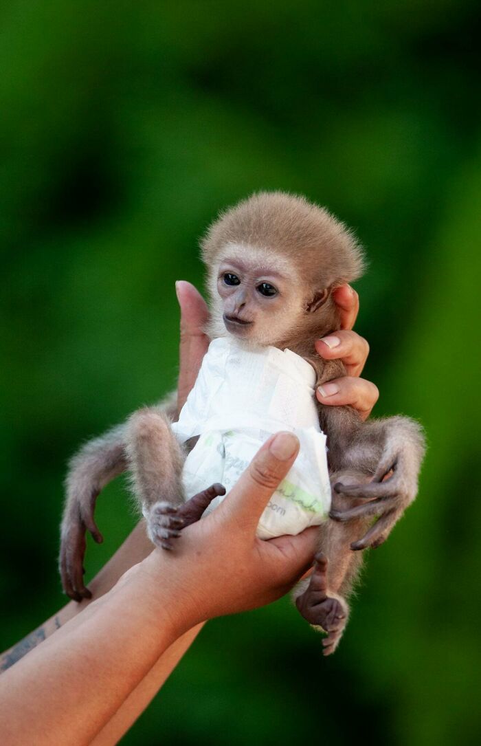 Meet Baby Gibbon Miki, Who Was Injured And Abandoned By His Mother