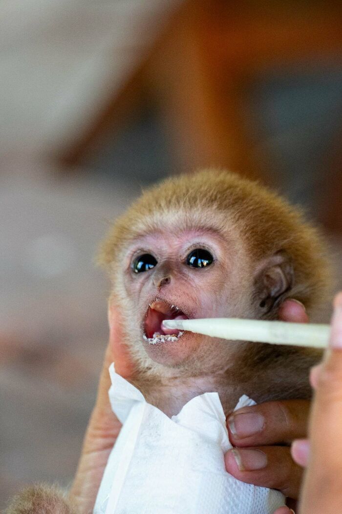 Meet Baby Gibbon Miki, Who Was Injured And Abandoned By His Mother