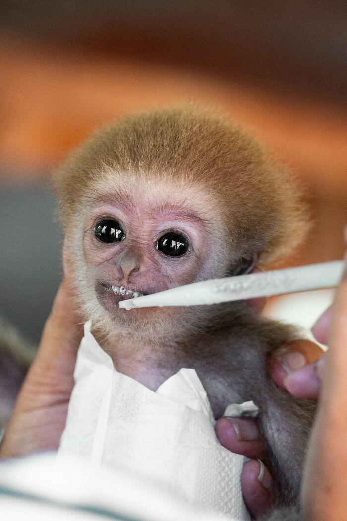 Meet Baby Gibbon Miki, Who Was Injured And Abandoned By His Mother