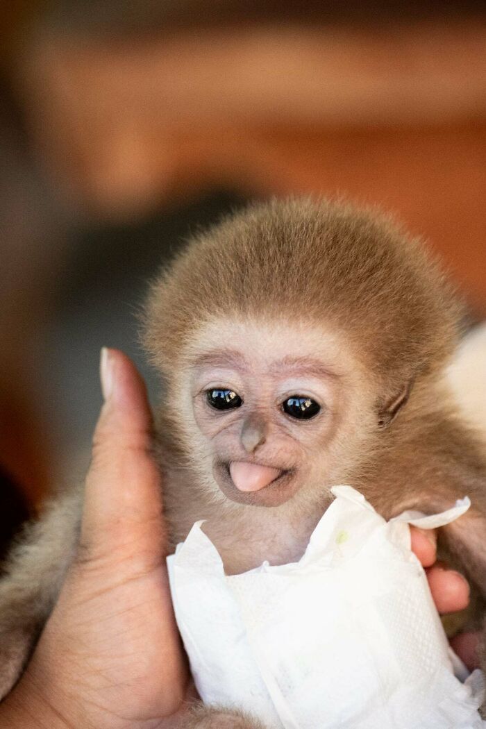 Meet Baby Gibbon Miki, Who Was Injured And Abandoned By His Mother