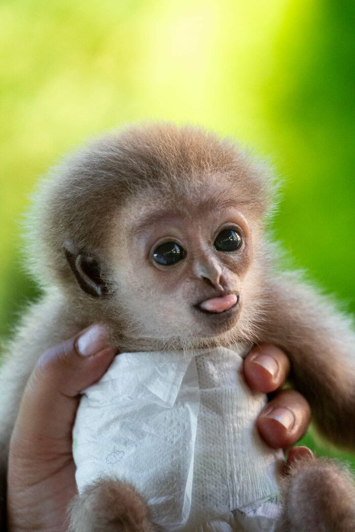 Meet Baby Gibbon Miki, Who Was Injured And Abandoned By His Mother