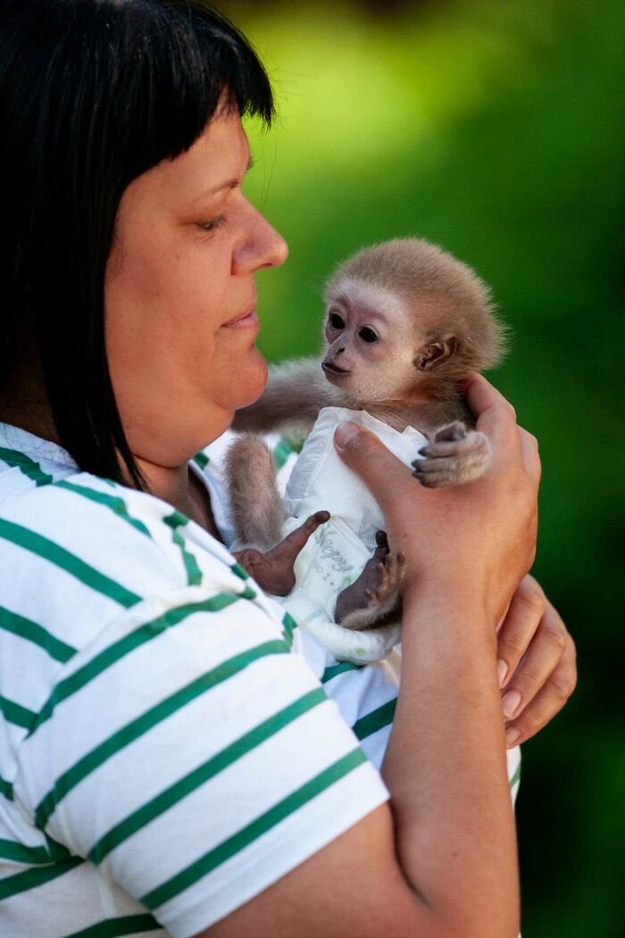 Meet Baby Gibbon Miki, Who Was Injured And Abandoned By His Mother