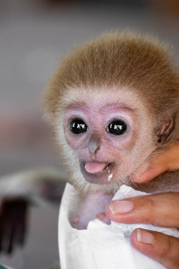 Meet Baby Gibbon Miki, Who Was Injured And Abandoned By His Mother