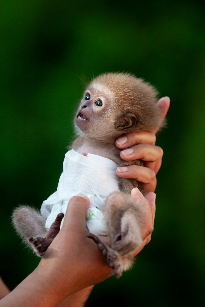 Meet Baby Gibbon Miki, Who Was Injured And Abandoned By His Mother