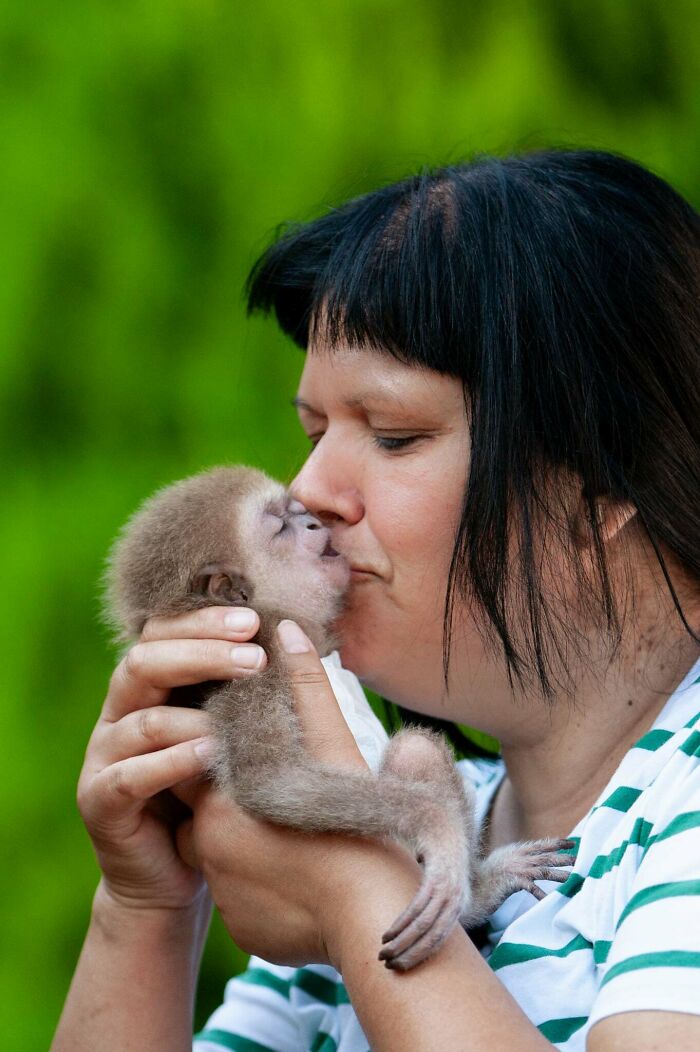 Meet Baby Gibbon Miki, Who Was Injured And Abandoned By His Mother
