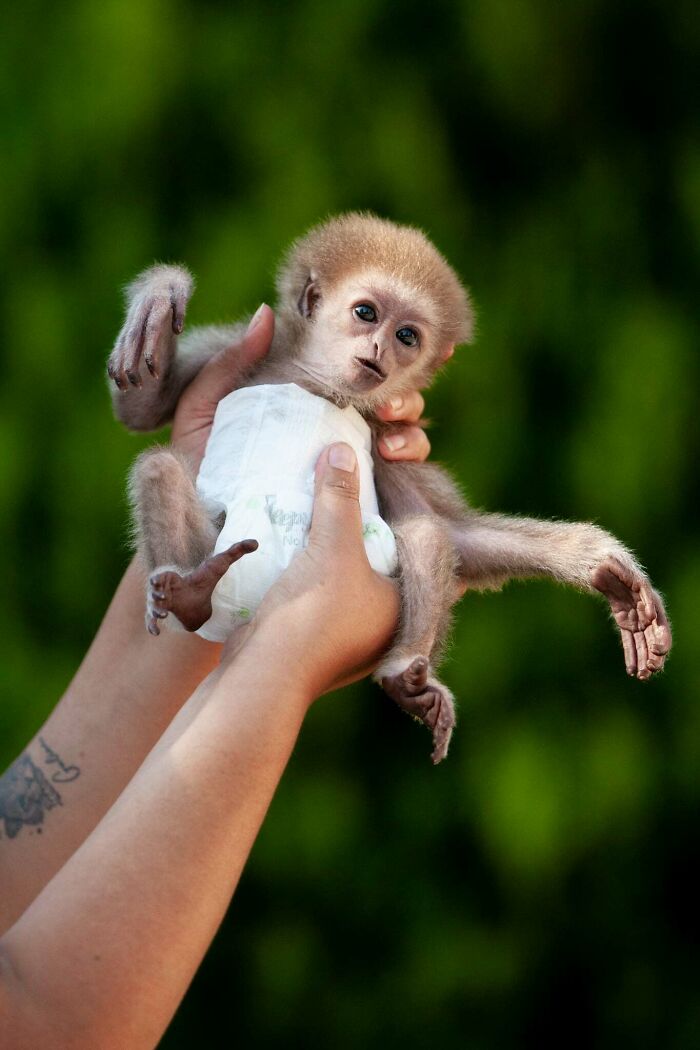 Meet Baby Gibbon Miki, Who Was Injured And Abandoned By His Mother