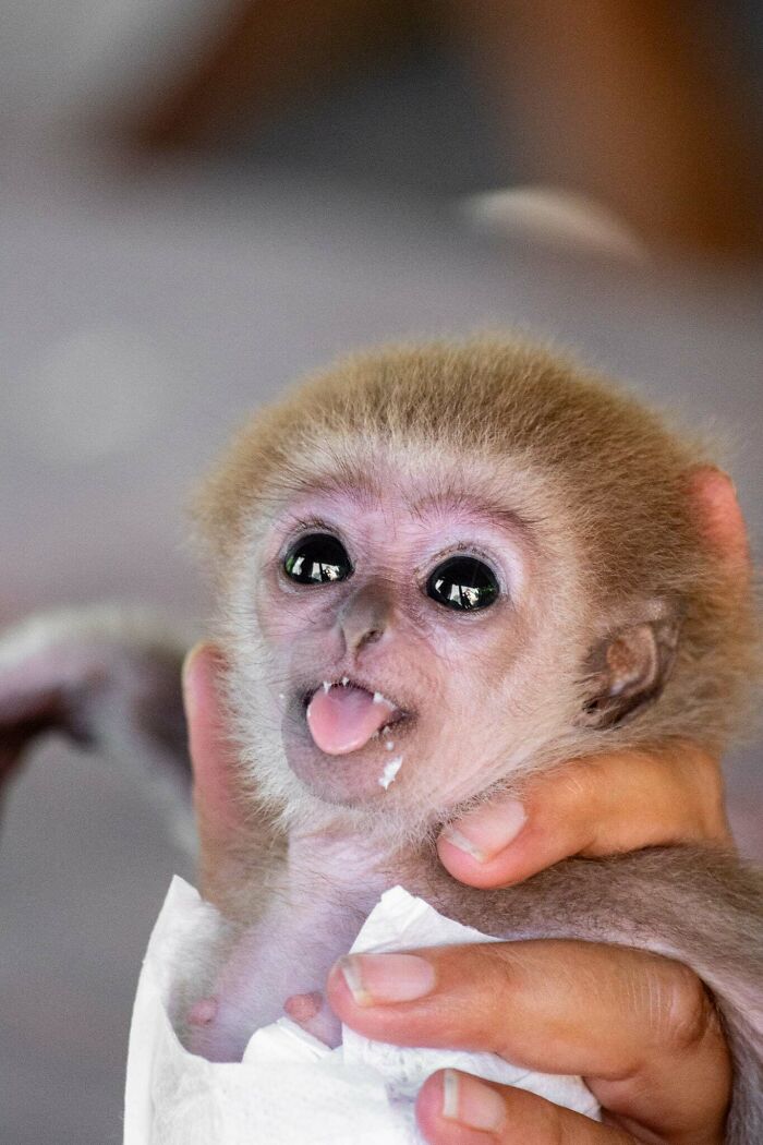 Meet Baby Gibbon Miki, Who Was Injured And Abandoned By His Mother