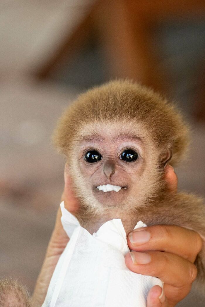 Meet Baby Gibbon Miki, Who Was Injured And Abandoned By His Mother