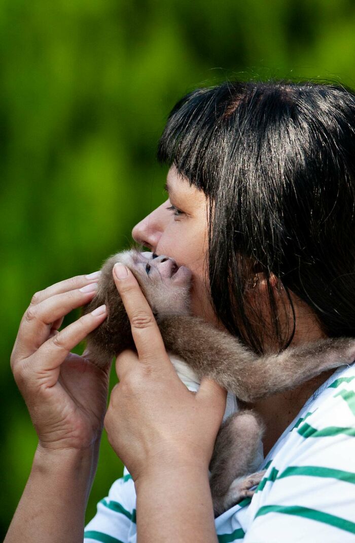 Meet Baby Gibbon Miki, Who Was Injured And Abandoned By His Mother