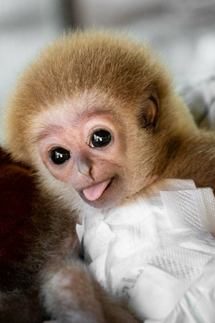 Meet Baby Gibbon Miki, Who Was Injured And Abandoned By His Mother