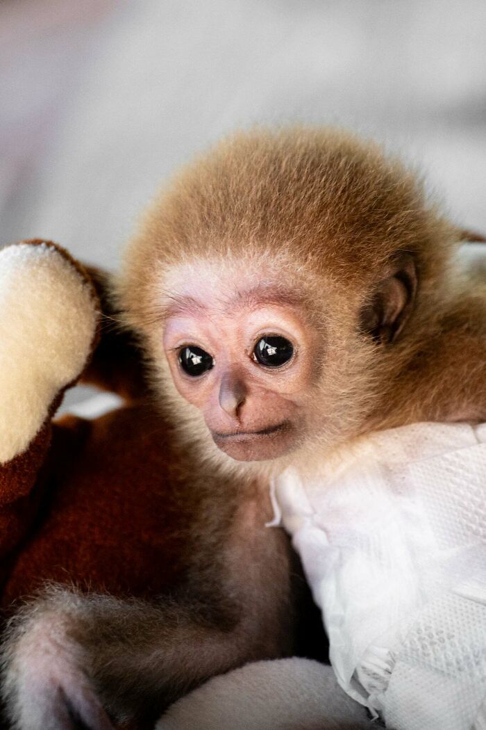 Meet Baby Gibbon Miki, Who Was Injured And Abandoned By His Mother