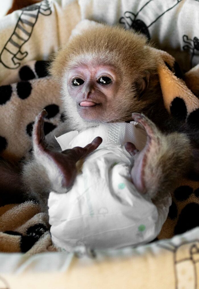 Meet Baby Gibbon Miki, Who Was Injured And Abandoned By His Mother