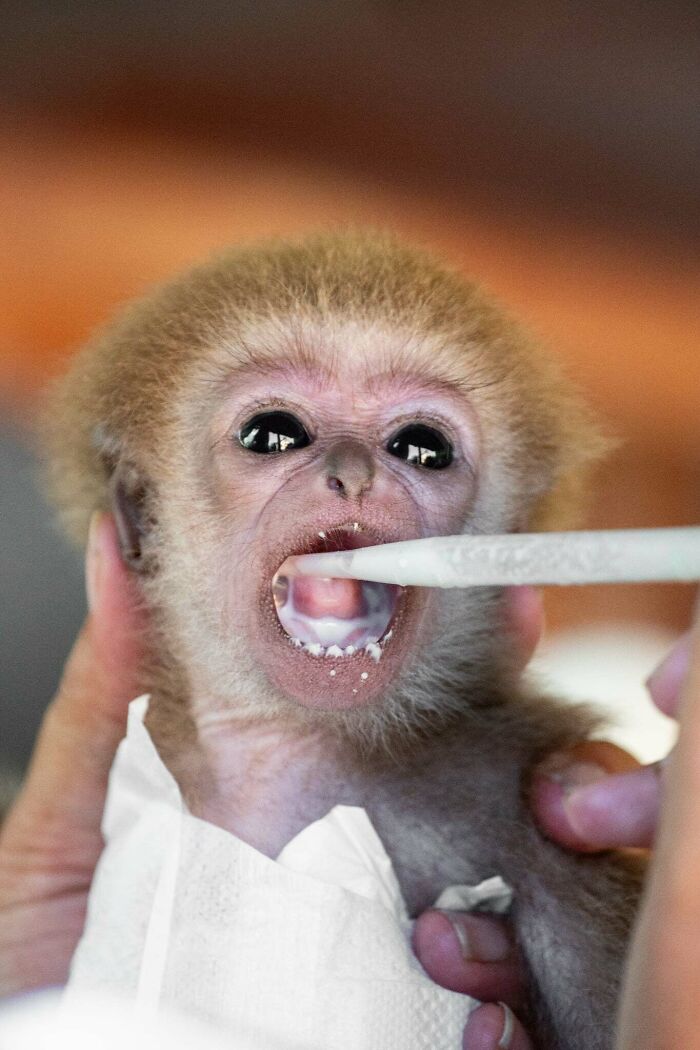 Meet Baby Gibbon Miki, Who Was Injured And Abandoned By His Mother