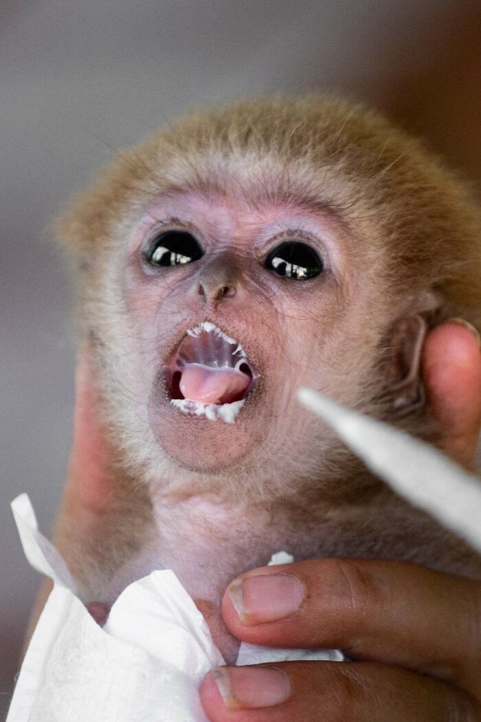 Meet Baby Gibbon Miki, Who Was Injured And Abandoned By His Mother