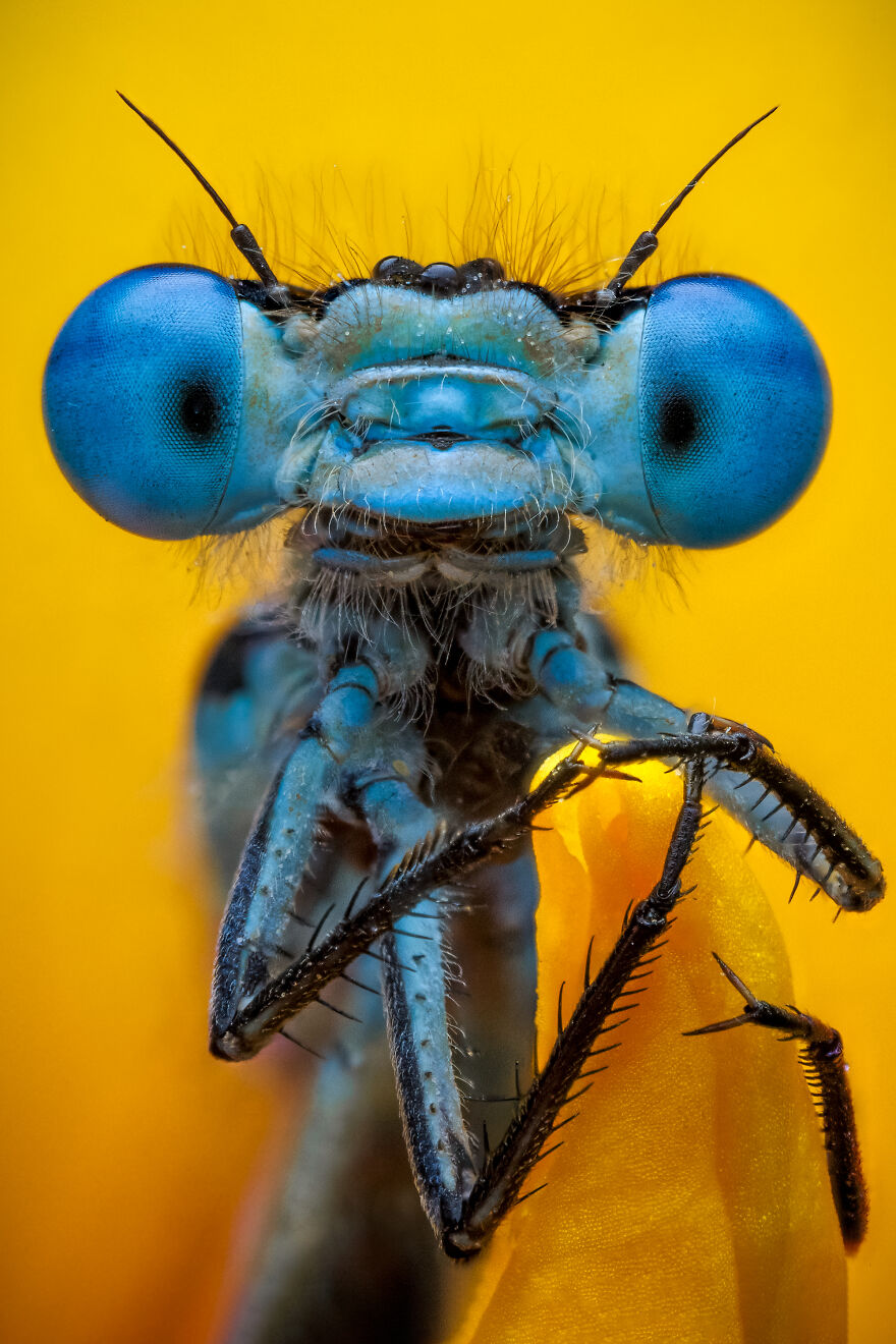 What If Bugs Had Personality? Rory J Lewis Thinks They Do—and Has The Photos To Prove It! What If Bugs Had Personality? Rory J Lewis Thinks They Do—and Has The Photos To Prove It!