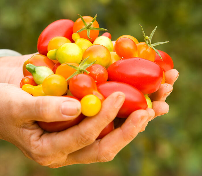Hands holding a variety of colorful tomatoes, representing surprising foods that are banned in the USA.