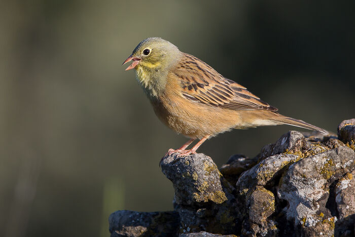Small bird perched on rocks, symbolizing nature and wildlife related to surprising foods banned in the USA.