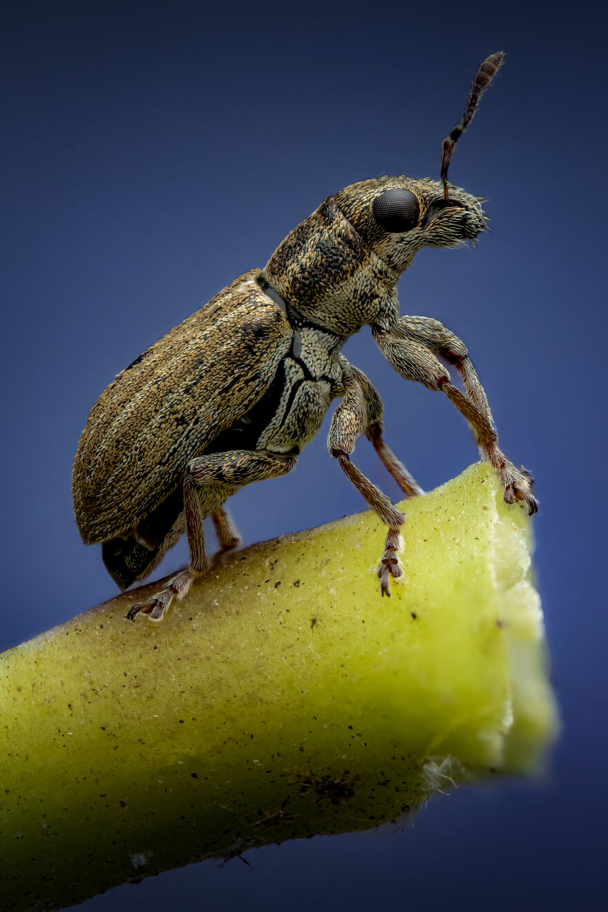 What If Bugs Had Personality? Rory J Lewis Thinks They Do—and Has The Photos To Prove It!