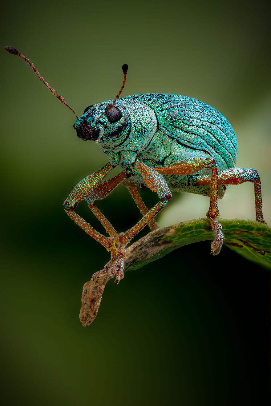 What If Bugs Had Personality? Rory J Lewis Thinks They Do—and Has The Photos To Prove It! What If Bugs Had Personality? Rory J Lewis Thinks They Do—and Has The Photos To Prove It!
