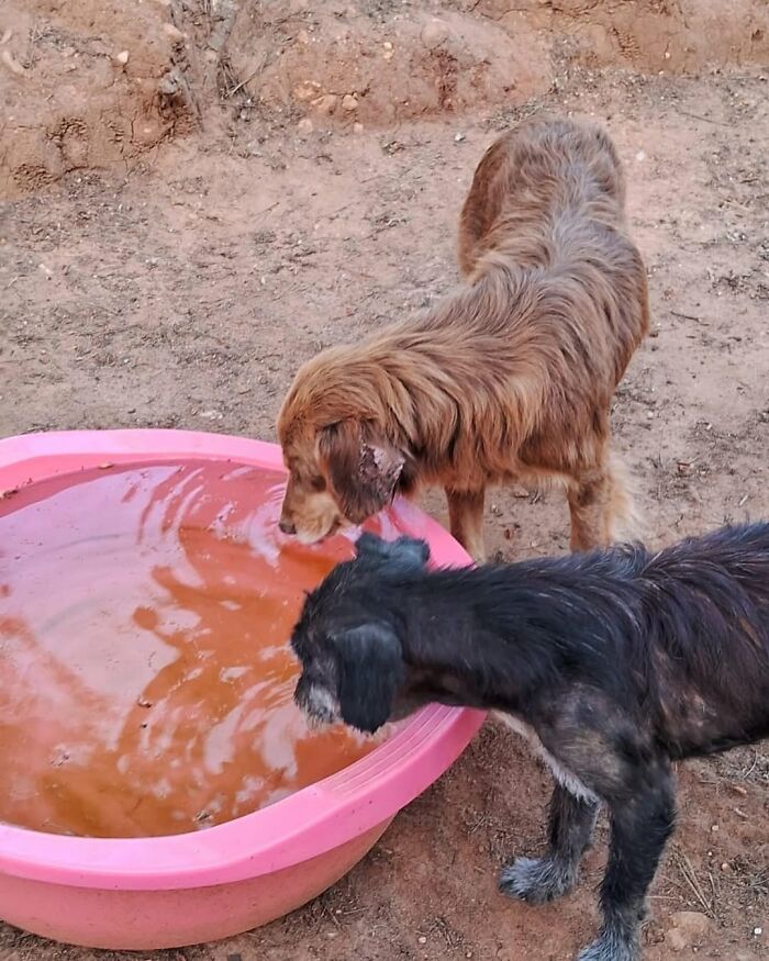 Two homeless dogs drinking water from a large pink basin in an outdoor sanctuary setting. Two homeless dogs drinking water from a large pink basin in an outdoor sanctuary setting.