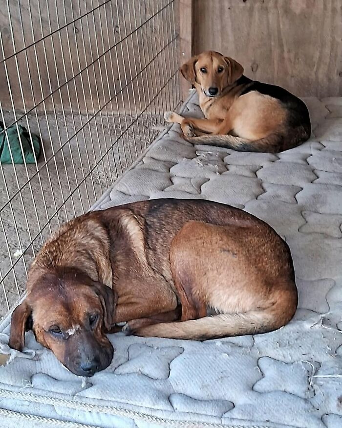 Two homeless dogs resting inside a sanctuary created by a woman to care for nearly 200 dogs. Two homeless dogs resting inside a sanctuary created by a woman to care for nearly 200 dogs.