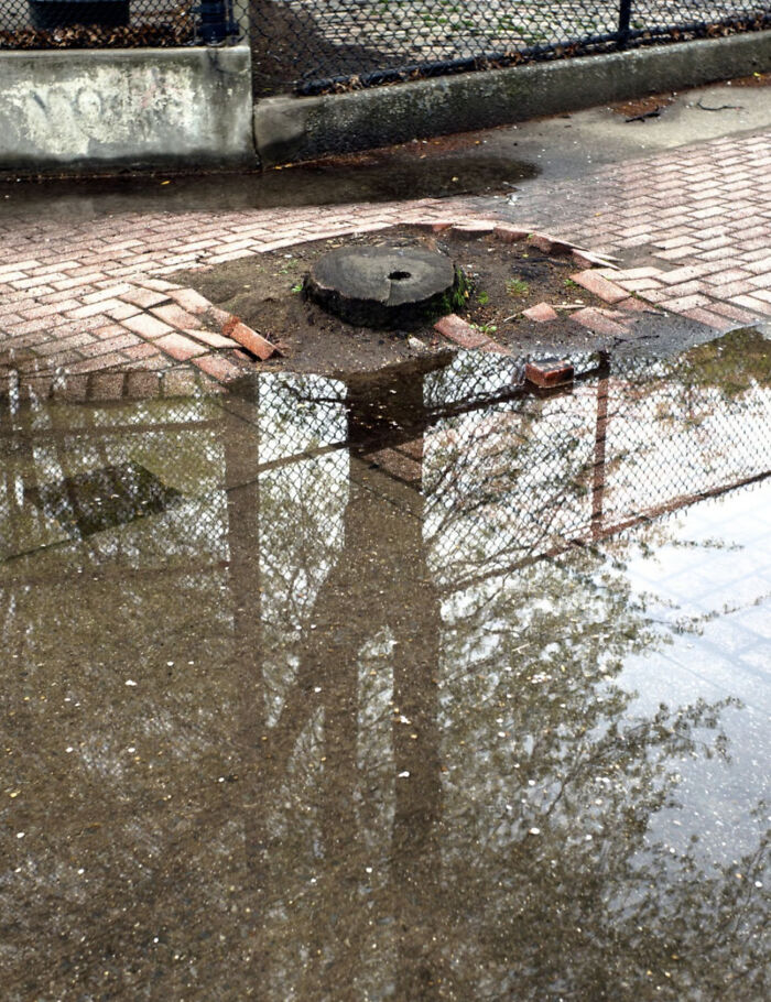 Shadow of a leafless tree cast on an urban brick wall, highlighting magical street photographer's city life coincidences.