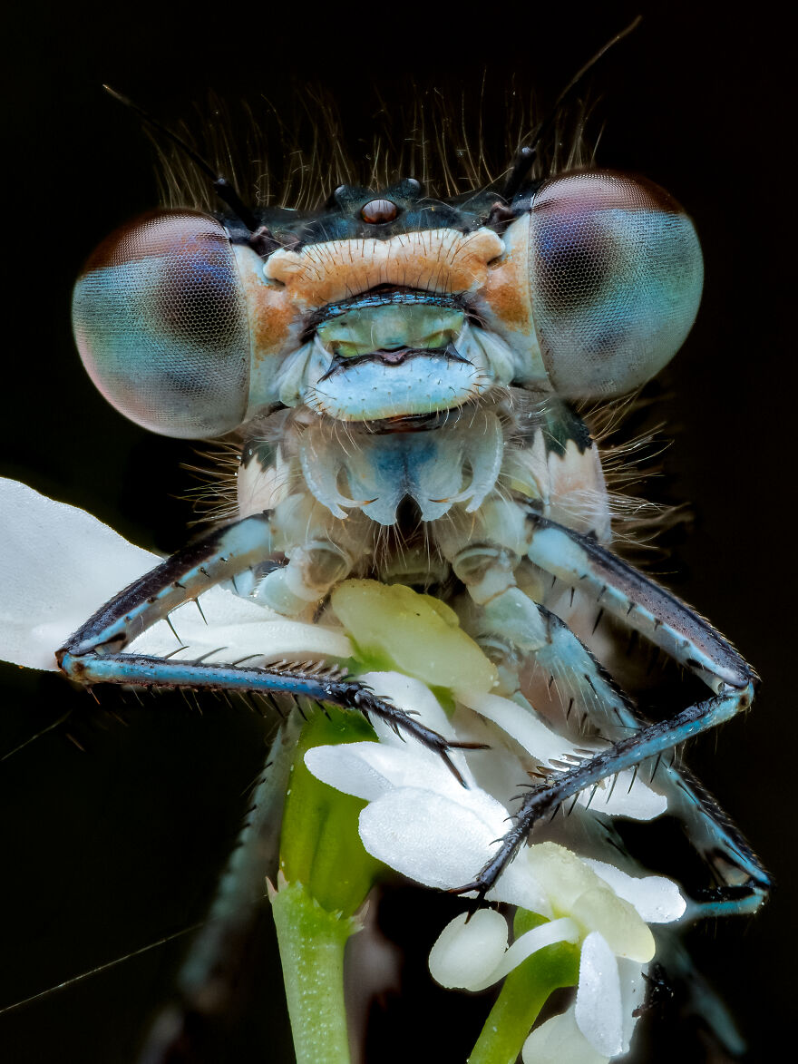 What If Bugs Had Personality? Rory J Lewis Thinks They Do—and Has The Photos To Prove It! What If Bugs Had Personality? Rory J Lewis Thinks They Do—and Has The Photos To Prove It!
