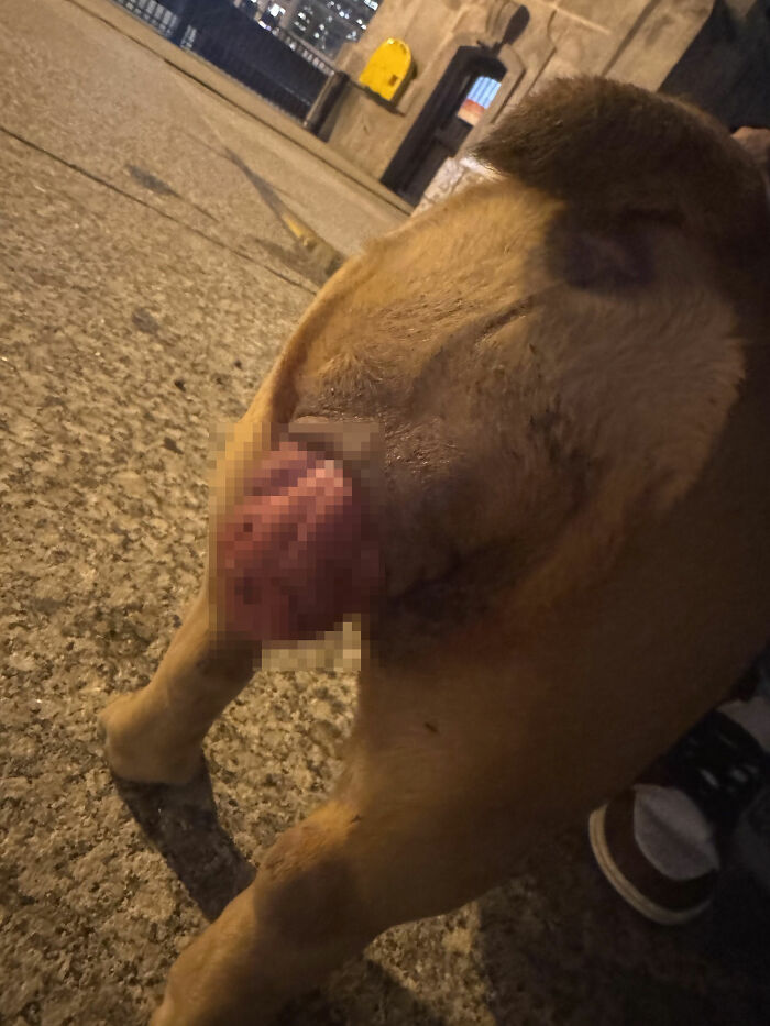 This Rescue Helped A Homeless Man Reunite With His Dog After Her Life-Saving Surgery This Rescue Helped A Homeless Man Reunite With His Dog After Her Life-Saving Surgery