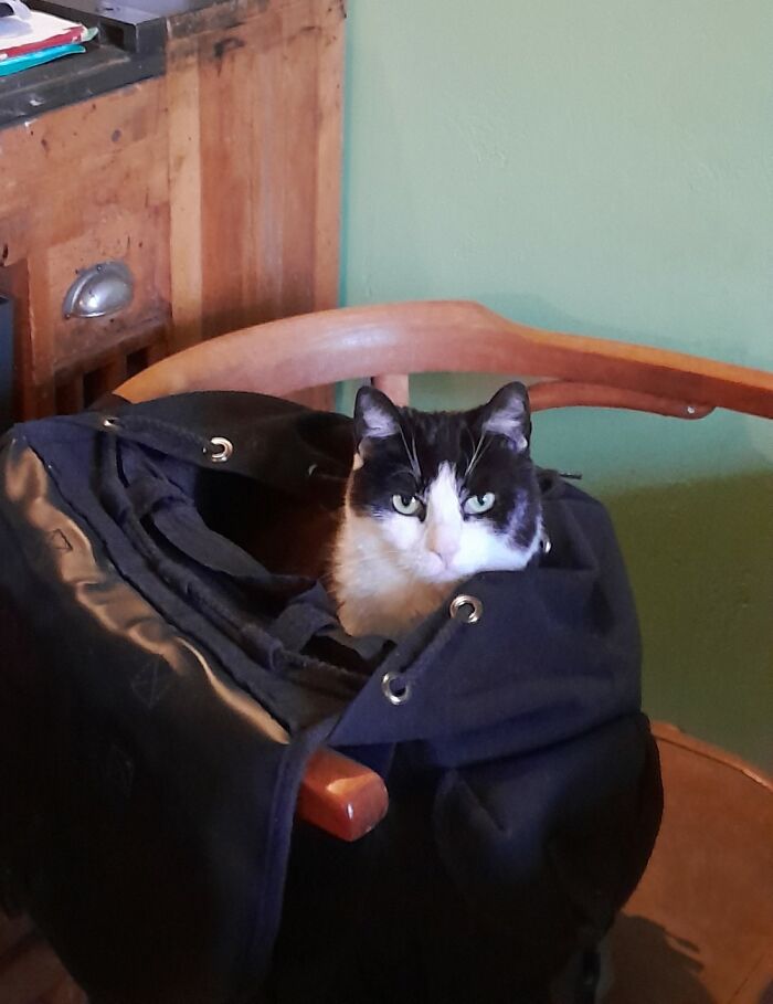 Winnie Made My Backpack Her Throne