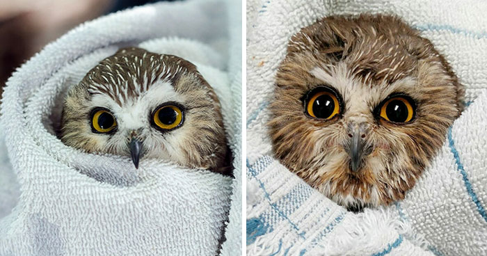 48 Funny Owl Moments During Vet Checkups Where They Had To Be Wrapped In Towels Like Burritos