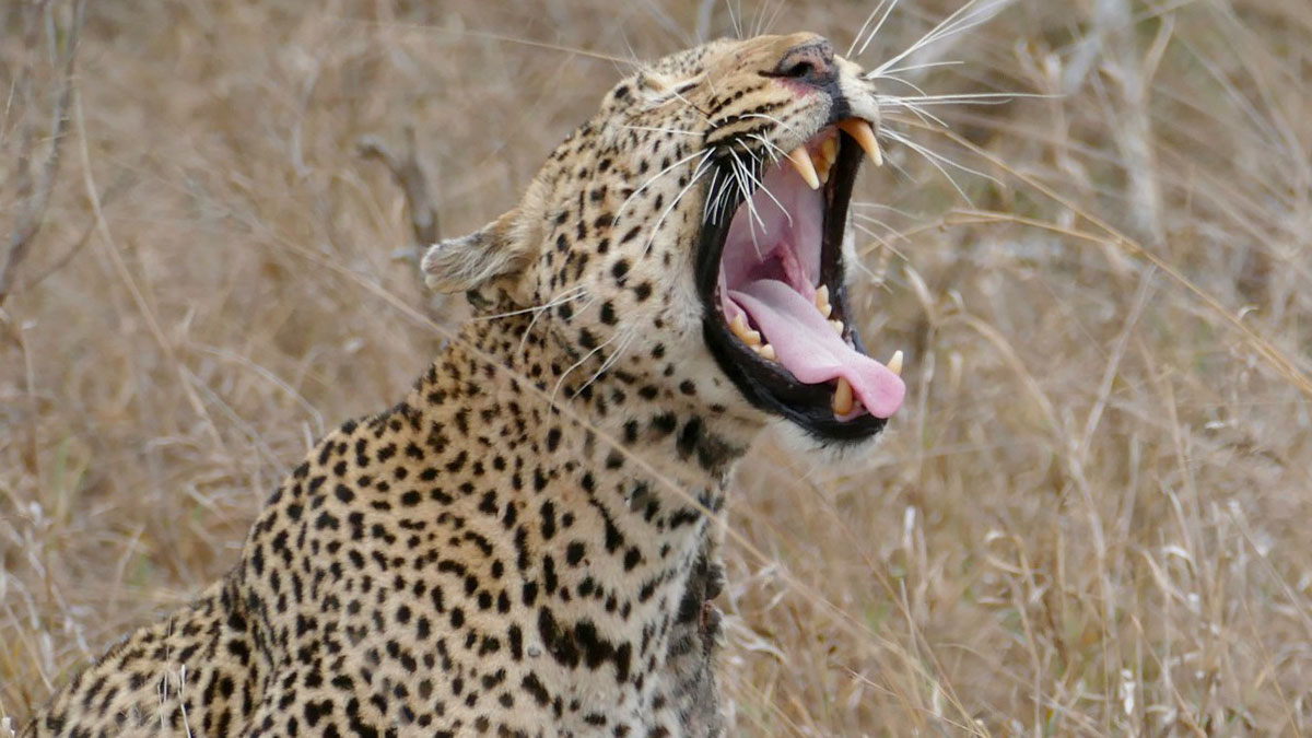 Yawning leopard in dry grass with open mouth showing sharp teeth, illustrating animals messing with humans.
