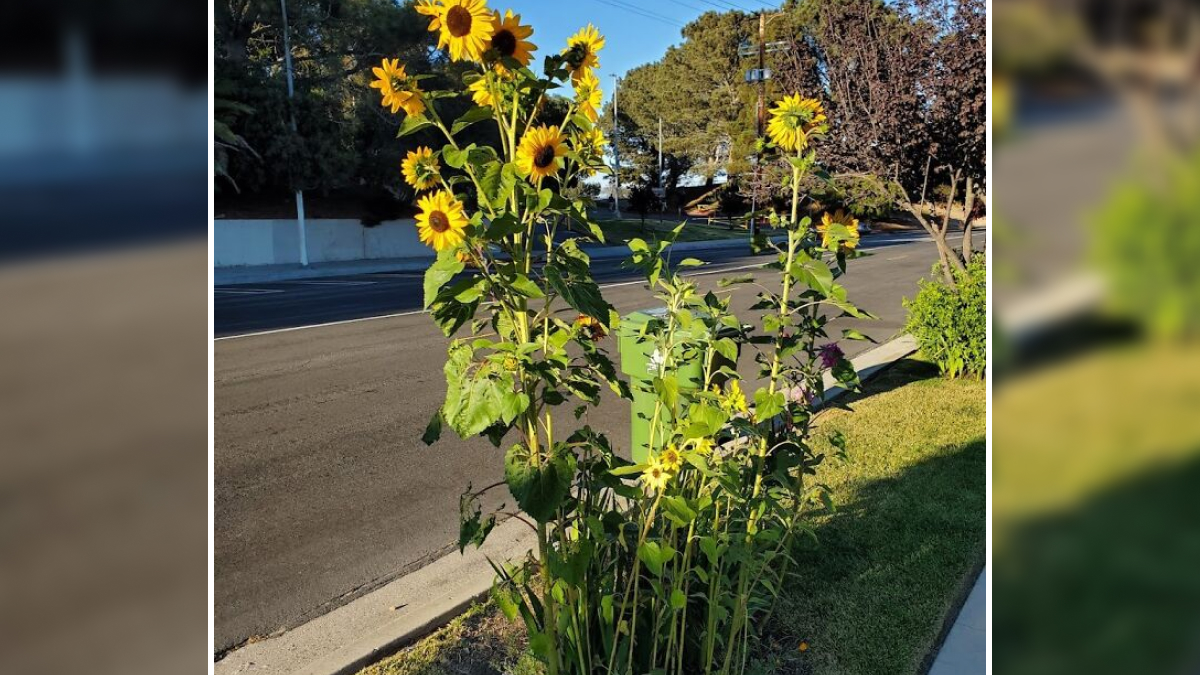 21 Of The Best Gardening Finds To Take Your Game To The Next Level