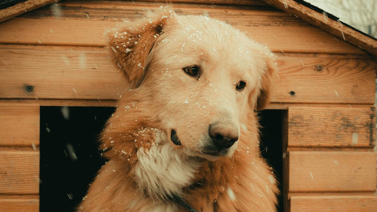 Golden retriever looking sad in a wooden dog house during snowfall, highlighting animal neglect concerns.