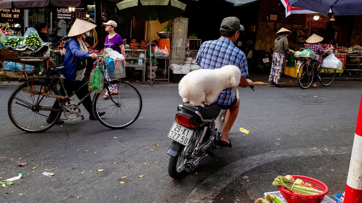 Candid street photo of a man riding a motorbike with a fluffy white dog on the seat in a busy market setting.