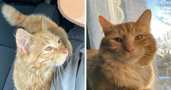 Orange tabby cat sitting in a car and later resting by a window, showcasing perfect cat distribution system placement.
