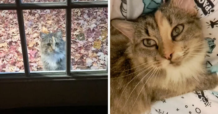 A cat patiently sitting outside a window next to a cozy cat lying indoors, showing perfect cat distribution system.