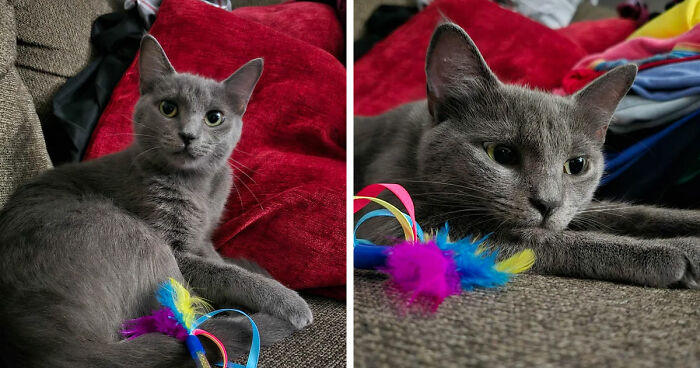 Gray cat resting on a couch with colorful feather toys nearby, showcasing the cat distribution system working perfectly.