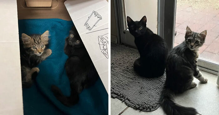 Two kittens sitting together inside a box and later by a door, showing the cat distribution system working perfectly.