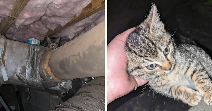 Small tabby cat perfectly positioned on a duct pipe and a person holding a relaxed kitten, illustrating cat distribution system success.