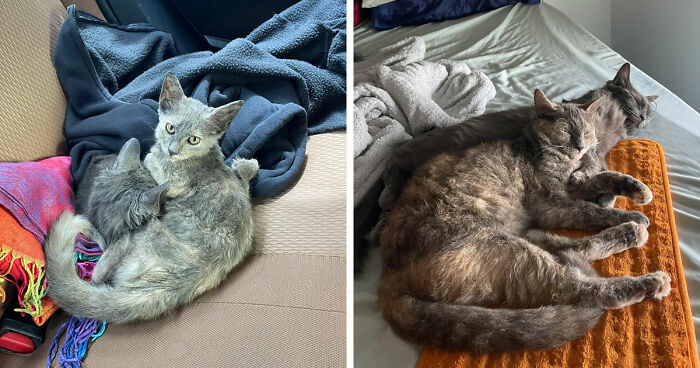 Two gray cats cuddling and resting perfectly fitting the cat distribution system in cozy home settings.