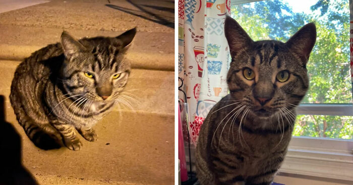 Two tabby cats sitting in different settings, showcasing the cat distribution system working out perfectly.