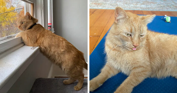Orange cat perfectly positioned on windowsill and resting on a blue mat, showcasing the cat distribution system working perfectly.