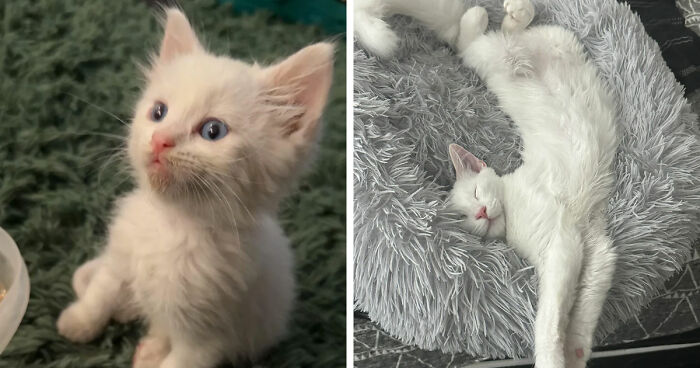 White kitten sitting attentively and adult white cat stretched out comfortably on soft textured surfaces, cat distribution system.