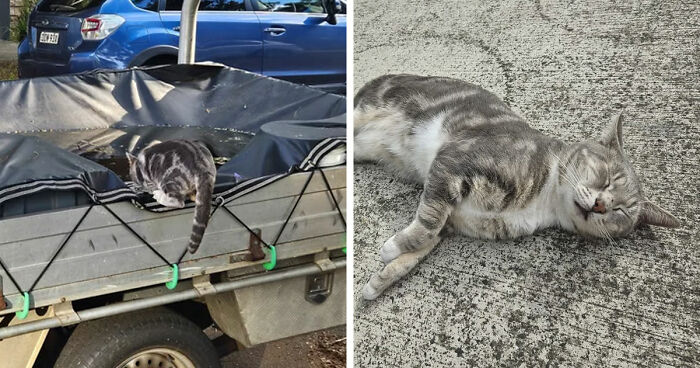 Cat distribution system showing a cat perfectly fitting and resting on a tarp-covered truck bed and lying on concrete.