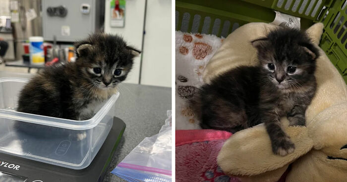 Two adorable kittens being weighed and resting comfortably in a cozy bed, showcasing cat distribution system success.