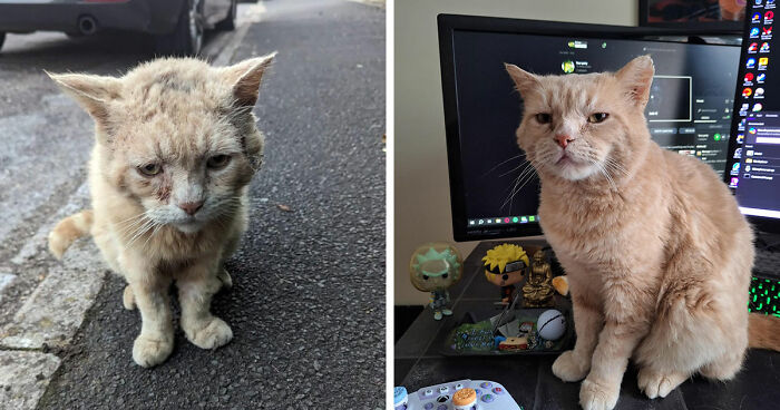 A comparison of a dirty stray cat on the street and the same cat clean and healthy at home, showing cat distribution system success.