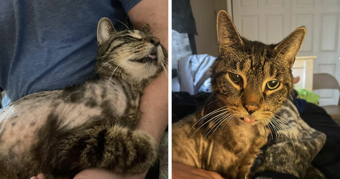 Tabby cat comfortably sleeping in a person’s arms and posing with tongue out, showcasing a perfect cat distribution system moment