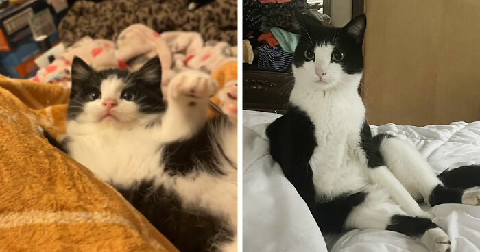 Two black and white cats lying comfortably on soft blankets, showcasing cat distribution system success.