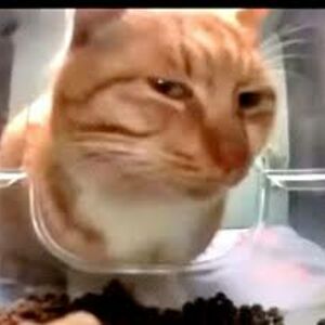 helloreis1820 avatar